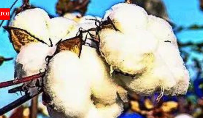 कपास आयात के लिए 5 महीने की शुल्क राहत